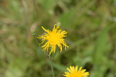 Sonchus arvensis uliginosus