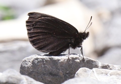 Erebia pluto