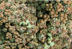 Euphorbia willowmorensis