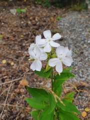 Saponaria officinalis
