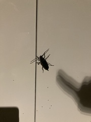 Aegosoma sinicum sinicum