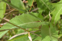 Sonchus arvensis uliginosus
