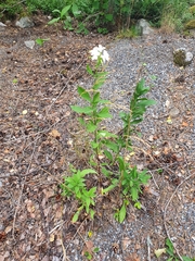 Saponaria officinalis