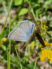 Polyommatus hispana