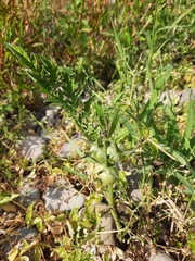 Solanum lycopersicum