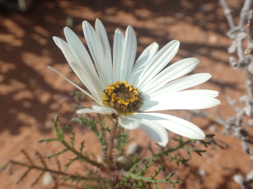 Image of Ursinia speciosa by no rights reserved