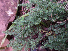 Cliffortia complanata