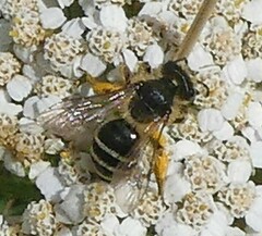 Andrena