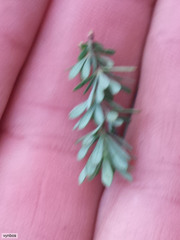 Cliffortia complanata