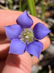 Gentiana setigera