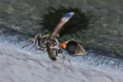 Ropalidia sumatrae