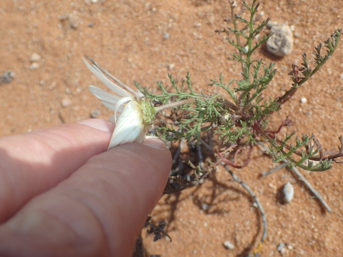 Image of Ursinia speciosa by no rights reserved