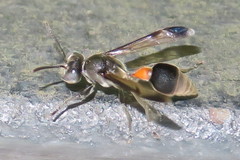 Ropalidia sumatrae