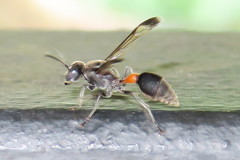 Ropalidia sumatrae
