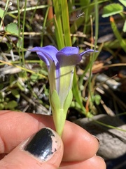 Gentiana setigera