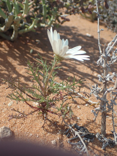 Image of Ursinia speciosa by no rights reserved