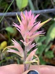 Castilleja elata