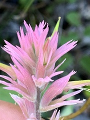 Castilleja elata