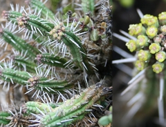 Euphorbia mammillaris