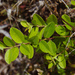 Berchemia lineata - Photo (c) Cheng-Tao Lin, algunos derechos reservados (CC BY)