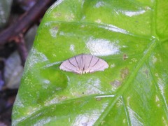 Orudiza protheclaria