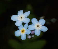 Myosotis decumbens