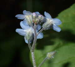 Myosotis decumbens