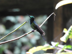 Heliodoxa imperatrix