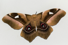 Pseudimbrasia deyrollei