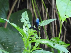 Leptodialepis bipartitus
