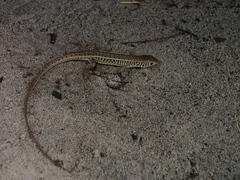 Gerrhosaurus nigrolineatus