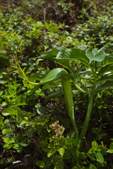 Arisaema heterophyllum