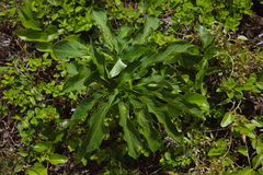 Arisaema heterophyllum
