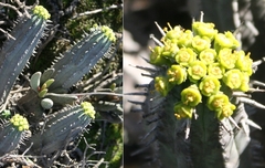 Euphorbia mammillaris