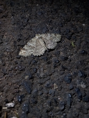 Ascotis fortunata