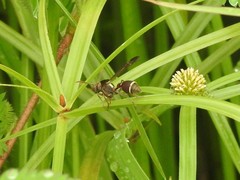 Ropalidia hongkongensis