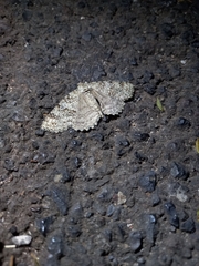 Ascotis fortunata