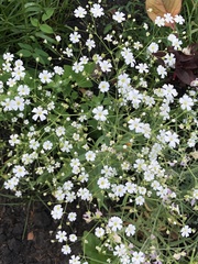 Gypsophila elegans