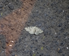Ascotis fortunata
