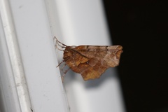 Selenia alciphearia