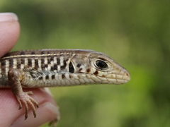 Gerrhosaurus nigrolineatus