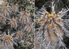 Euphorbia pillansii