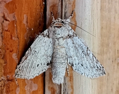 Rifargia distinguenda