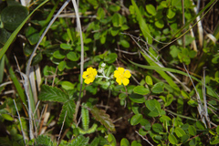 Potentilla discolor