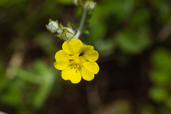 Potentilla discolor