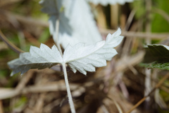 Potentilla discolor