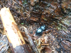 Carabus glabratus