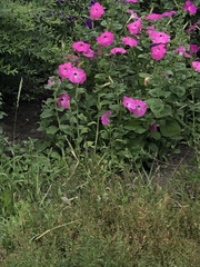 Petunia × atkinsiana