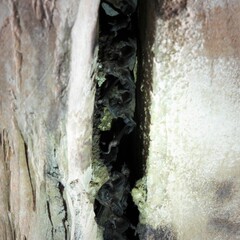 Nyctinomops laticaudatus