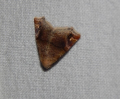 Eublemma apicimacula